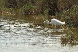 Vogel im Wasser in der Camargue, Frankreich